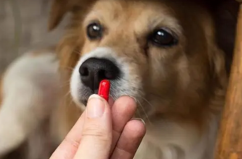 狗狗体内驱虫的药推荐