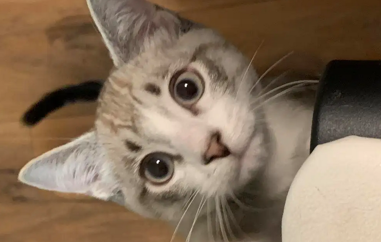 猫爬人肩膀预示着什么，有没有想了解的。