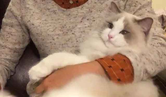 布偶猫多大开始认主？具体情况具体分析