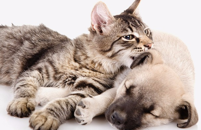 猫咪体外驱虫可以给狗用吗