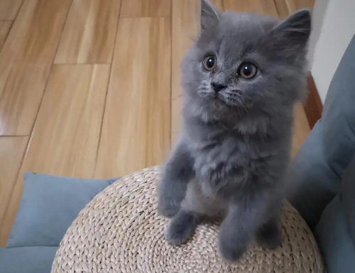 英短蓝猫为什么有长毛？原因很简单