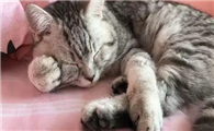 猫为什么会窝爪子趴着?理由是什么?