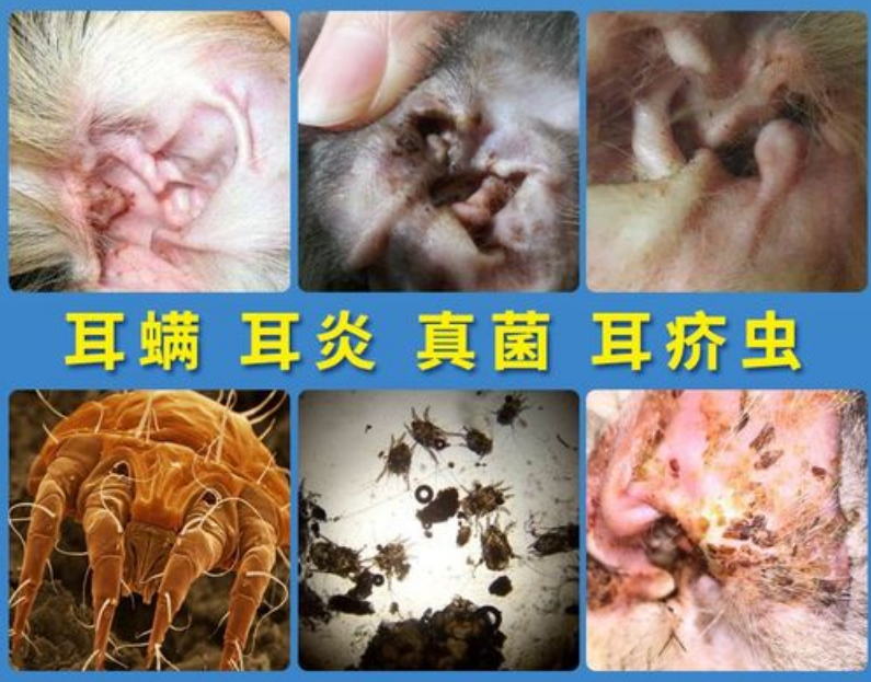 狗狗得耳螨症状