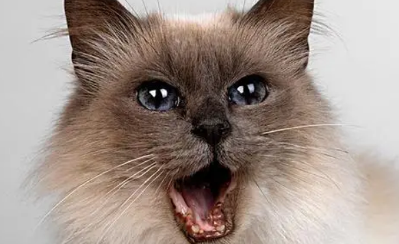 猫为什么闻着闻着张嘴 猫为什么闻到一些东西张着嘴？是因为猫咪需要张开嘴才可以分辨吗？