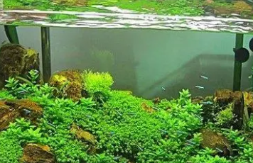 鱼缸的水草有什么作用
