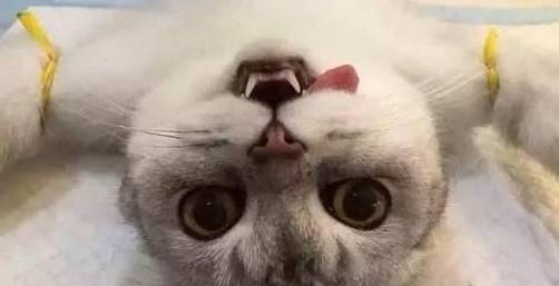 带猫咪去做绝育，两小时后医生打来电话