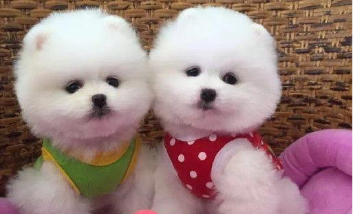 宠物店的茶杯犬一般卖多少钱 宠物店的茶杯犬一般卖多少钱