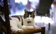 猫喜欢接近快死的人