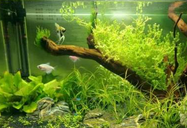 鱼缸里的水草咋养好
