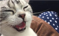 猫坐车一直张嘴喘气怎么办？试试这几招