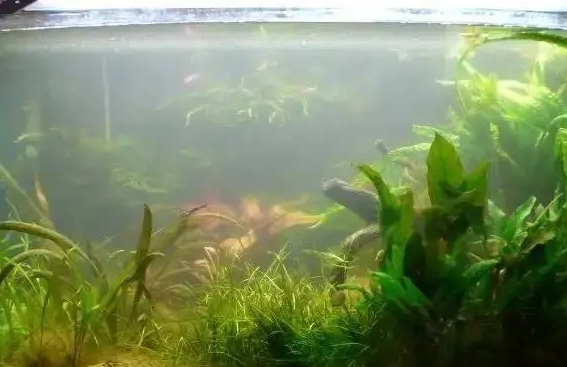 解决鱼缸水浑浊的办法