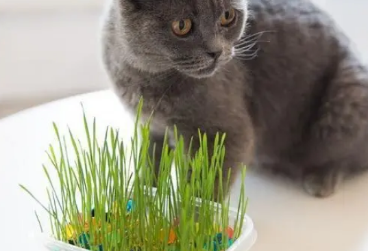 怎么种猫草水培