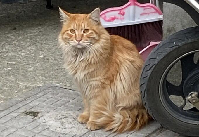 怎样能把流浪猫彻底赶走?本文告诉你 怎样能把流浪猫彻底赶走?本文告诉你
