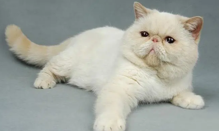 异国短毛猫怎么生产?铲屎官来这里看看吧 异国短毛猫怎么生产?铲屎官来这里看看吧