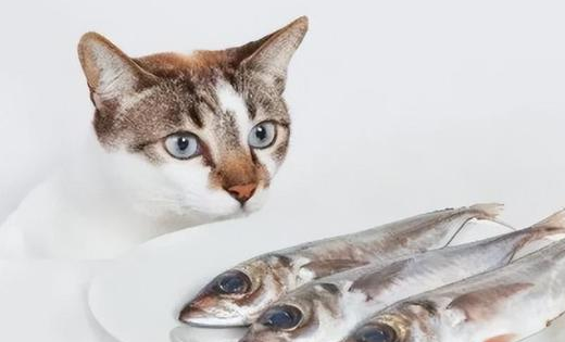 猫咪怎么吃鱼油