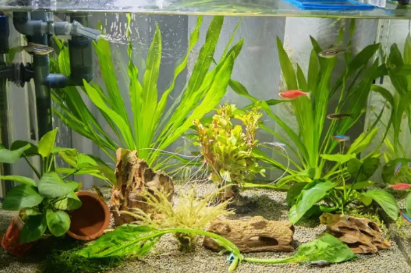 大鱼缸养什么水草