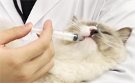 猫咪咳嗽应该吃什么药