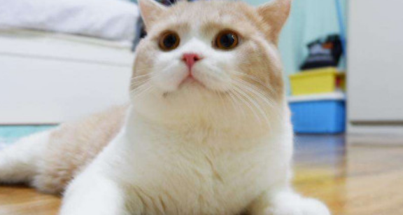 猫上门为什么不能赶走