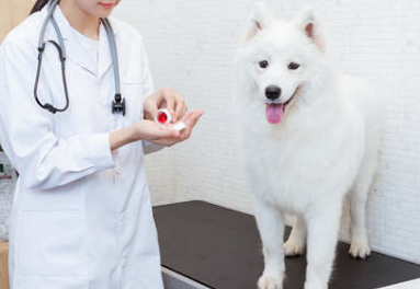 狗狗感冒喂什么药好