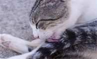 猫为什么一直舔自己的宝宝?原因是这!