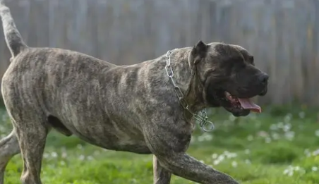 加纳利犬是什么品种 加纳利犬是什么品种