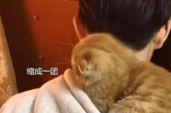 主人爱打游戏,傲娇橘猫不满被冷落,做出的举动萌化了 主人爱打游戏,傲娇橘猫不满被冷落,做出的举动萌化了