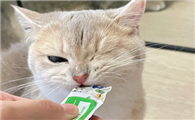 猫一天吃多少猫条