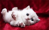 猫为什么可以缩骨?新手铲屎官可以看看~