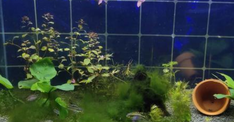 硝化菌粮怎么用