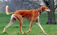 中国四大猎犬分别是什么？一文告诉你！