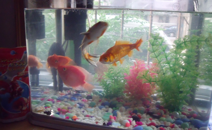 锦鲤鱼缸水浑浊怎么办