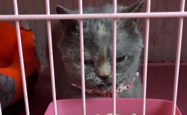 宠物猫被装进猫包抛弃,竟还留下一张纸条 宠物猫被装进猫包抛弃,竟还留下一张纸条