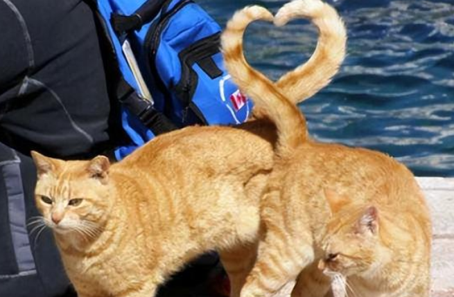 扯猫尾巴会有什么害处?都知道吗? 扯猫尾巴会有什么害处?都知道吗?