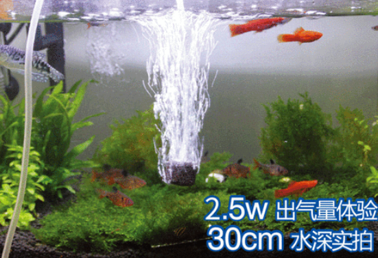 小鱼缸没有氧气泵怎么增氧