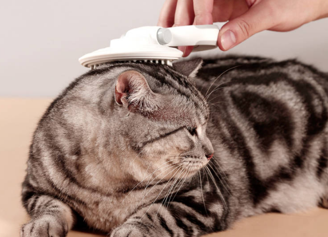 猫咪夏天掉毛持续多久？一般这么长时间