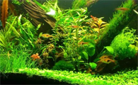 鱼缸水草有多少种