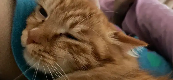 奇怪的冷知识：猫为什么喜欢闻腋下汗味？