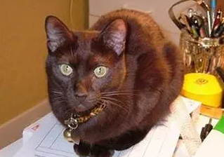 哈瓦那棕猫生病吃什么?来这里看看吧~ 哈瓦那棕猫生病吃什么?来这里看看吧~