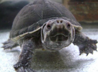 一文详解:非洲棱背泥龟的寿命?