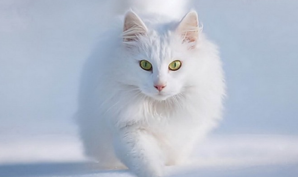猫和什么属相相克