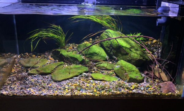 溪流缸种什么水草