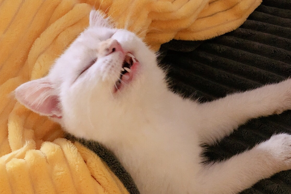 猫寄养一个月会忘记主人吗?来这里看看吧 猫寄养一个月会忘记主人吗?来这里看看吧