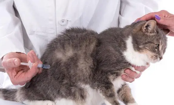 猫一般在几岁排弓形虫？养猫一定要知道！