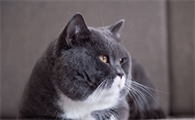 带你了解,猫可以吃胡椒吗?