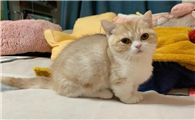 矮脚猫腿突然瘸