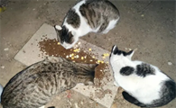 流浪猫能养吗？想养的主人来看看