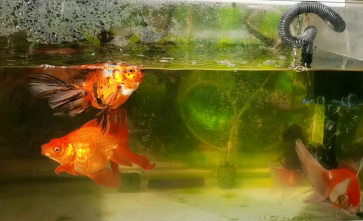 怎么样使鱼缸水变清澈