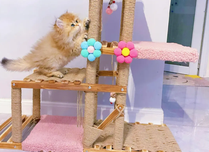 猫爬架放哪里好