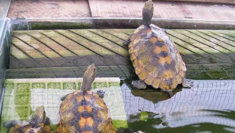 一起来揭秘一下日本石龟怎么养最好? 一起来揭秘一下日本石龟怎么养最好?