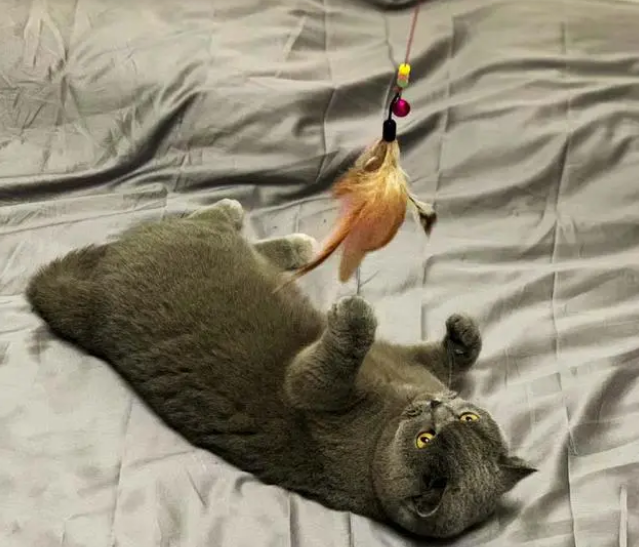 2022年养猫必备逗猫棒的作用是可以快速和猫打成一片 2022年养猫必备逗猫棒的作用是可以快速和猫打成一片